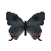 butterfly-dead-grayhairstreak