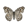butterfly-dead-graypansy