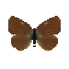 butterfly-dead-greenhairstreakmale