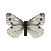 butterfly-dead-greenveinedwhitefemale