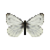 butterfly-dead-greenveinedwhitemale