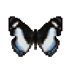 butterfly-dead-ireniametalmark