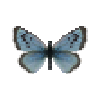 butterfly-dead-largebluefemale