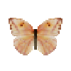 butterfly-dead-largeorangesulphurfemale