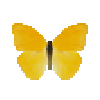 butterfly-dead-largeorangesulphurmale