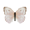 butterfly-dead-largeorangesulphurwhitefemale