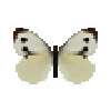 butterfly-dead-largewhitefemale