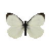 butterfly-dead-largewhitemale
