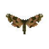 butterfly-dead-limehawkmoth