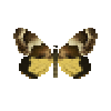 butterfly-dead-macrocosmamoth