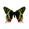 butterfly-dead-madagascansunsetmoth