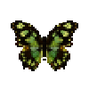 butterfly-dead-malachitebutterfly