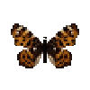 butterfly-dead-mapbutterflymalespringform