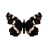 butterfly-dead-mapbutterflymalesummerform