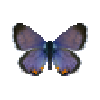 butterfly-dead-meadowbluemale