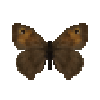 butterfly-dead-meadowbrownfemale