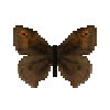 butterfly-dead-meadowbrownmale