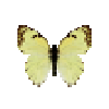 butterfly-dead-mexicanmarbledwhitefemale