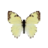 butterfly-dead-mexicanmarbledwhitemale