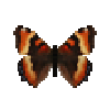 butterfly-dead-milbertstortoiseshellfemale