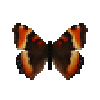 butterfly-dead-milbertstortoiseshellmale