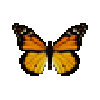 butterfly-dead-monarch