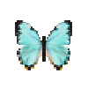 butterfly-dead-morphoportis