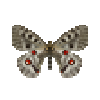 butterfly-dead-mountainapollofemale