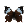 butterfly-dead-nessusleafwingfemale