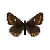 butterfly-dead-northernbrownargusfemale