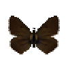 butterfly-dead-northernbrownargusmale