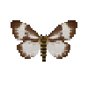 butterfly-dead-nyctemerakinabaluensis