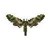 butterfly-dead-oleanderhawkmothmale