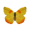 butterfly-dead-orangebarredsulphurmale