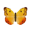 butterfly-dead-orangebarredsulphurthalestrisyellowfemale