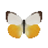 butterfly-dead-orangeemigrantmale