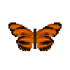 butterfly-dead-orangetiger