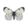 butterfly-dead-orangetipfemale
