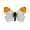 butterfly-dead-orangetipmale