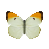 butterfly-dead-orangetippedanglesulfur