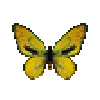 butterfly-dead-ornithopterapriamuseuphorionabgoldenmale