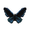 butterfly-dead-ornithopterapriamusmiokensismale