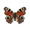butterfly-dead-peacock
