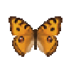 butterfly-dead-peacockpansy