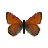 butterfly-dead-purpleedgedcoppermale