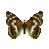 butterfly-dead-purpleemperorfemale