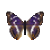 butterfly-dead-purpleemperormale