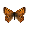 butterfly-dead-purplishcopperfemale