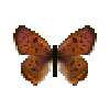 butterfly-dead-purplishcoppermale