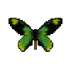 butterfly-dead-queenvictoriasbirdwingmale